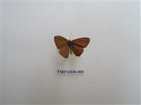 藏品(南方娜波灰蝶)的圖片